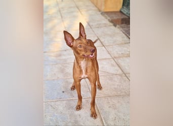Charmante LOVANI-sehr sozial, liebt Mensch und Hund und wartet sehnsüchtig auf ihr schönes Zuhause
