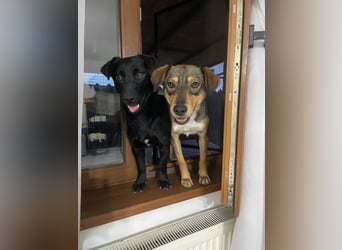 Maggie sucht liebevolles zu Hause