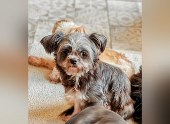 Rocky Shih Tzu Mischling sucht liebevolles Zuhause