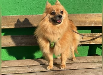 Timmy, Spitz Mix, geb, 2017, kleiner Rüde sucht Zuhause