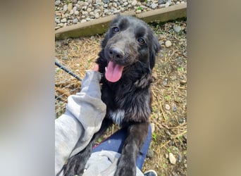 Schnuckelige DAYA hat das Potential zum Herzenshund