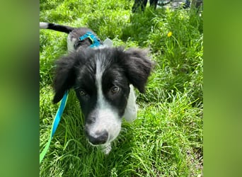 Loki – kleiner Abenteurer mit großem Herz sucht sein Für-Immer-Zuhause
