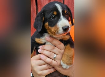 Appenzeller Sennenhunde, Welpen, Tri-Color Schwarz und Havanna Braun, 1 Hündin, ab Ende Mai
