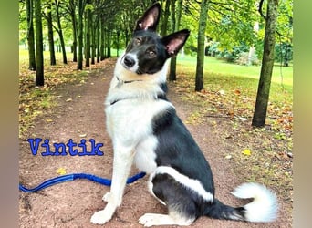 Vintik 08/2021 (RUS) - lebensfroher, intelligenter und sportlicher Rüde!