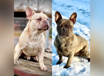 Gesunde Sportliche Französische Bulldoggen aus Familienzucht!
