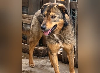 SALIA, Hündin, 7 Jahre, 51 cm, Mischling, Tierschutz