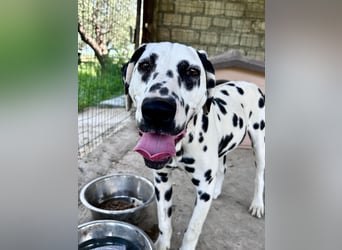 Snoopy - RESERVIERT - Herzenshund: verspielt u. fröhlich, trotz Handicap ein echter Sonnenschein