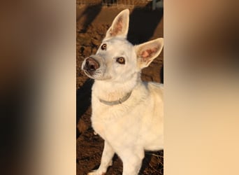 Luuk, geb. ca. 12/2018, lebt in GRIECHENLAND, im städt. Tierheim Serres