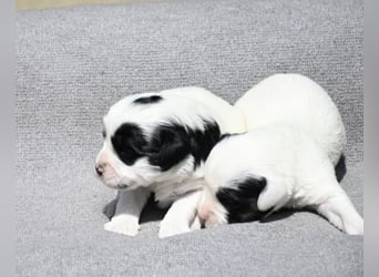 traumhaft hübscher Tibet Terrier Welpen aus erfahrender Zucht  sind geboren dürfen im Juni ausziehen
