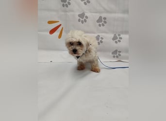 OSCAR - der kleine Mann ist noch etwas zurückhaltend und träumt von einer geduldigen Familie