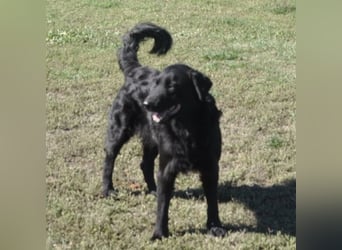 Medo ein Traumhund