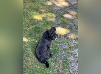 Zwei süße Hundewelpen suchen noch ein liebevolles Zuhause!