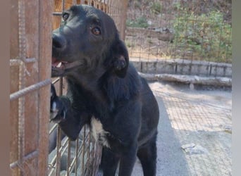 Sweet Coco: offenes, junges, verspieltes Hundemädl