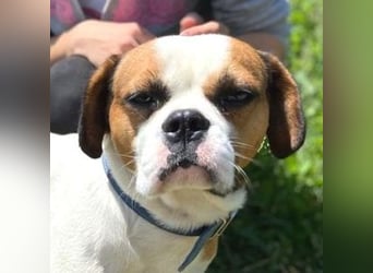Ruben, Puggle Mischling