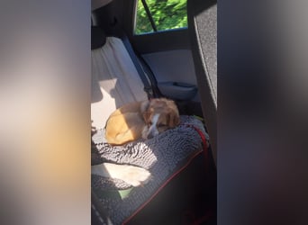 Mira, zuckersüße kleine Traumhündin, sozial, katzenverträglich