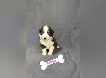 8 Australian Sheperd Welpen