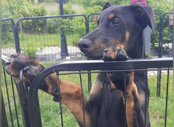 Dobermann Welpen mit Ahnentafel u. Bringservice