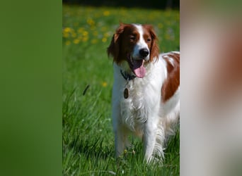 Sportlicher Familienhund - Irish Red and White Setter