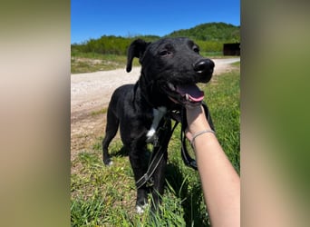 Sirius sucht ein Zuhause