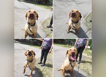 Boburék, evtl. Labrador-Mix, ist aktiv und wasserbegeistert !