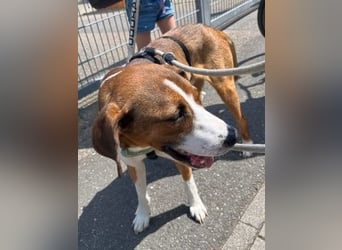 Terry - ein Herz auf 4 Pfoten sucht seine Familie