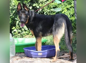 Traumhund Rider sucht sein Glück