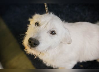 LUZIE - das brave Mädchen träumt von einem liebevollen Zuhause
