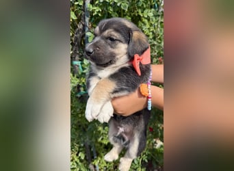 Mats - welpentypisch aktiver, verspielter Siberian Husky-Mix Rüde / z.Zt. noch in Rumänien