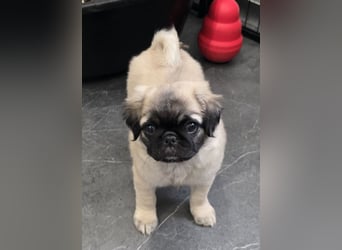 Mops Welpen  ( Altdeutsche )