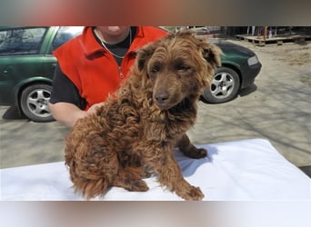 Frida-LM, Sonnenschein Frida sucht einen Gnadenplatz