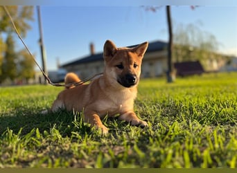 Shiba Inu puppies