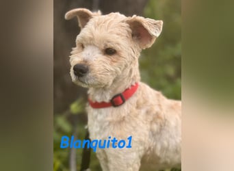 Blanquito1 03/2023 (ESP) - sanfter und liebevoller, kleiner Malteser-Mix!