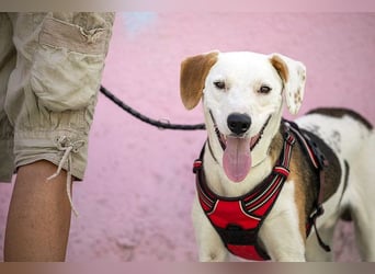 ARCHIE - Ein Hund für alle Lebenslagen!