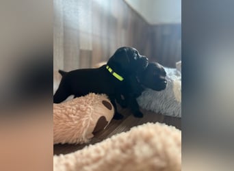 Reinrassige Labrador Welpen m.P. aus liebevoller Zucht