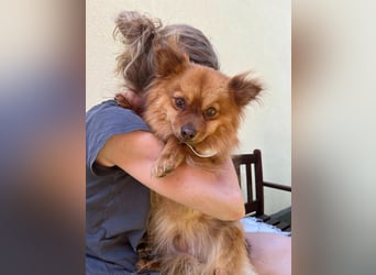 Tobi2 SR – unkomplizierter Sonnenschein sucht neues Glück