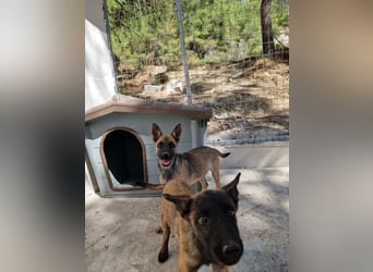 Malinois Mädchen LILO (Juni 2024) sucht eine Familie!