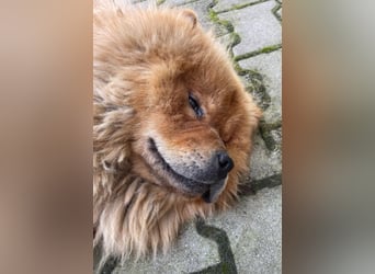 Bella - eine Schönheit sucht ihr Zuhause für immer