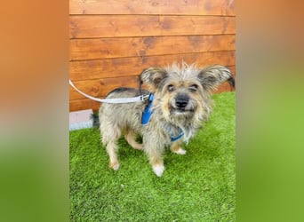 Twiga - kastrierte Yorkshire - Terrier - Rauhaardackel - Mischlingshündin GNADENBROT