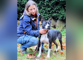 Aretusa - sieht so ein chancenloser Hund aus?