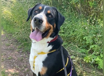 Harry Potter, Großer Schweizer Sennenhund, geb. 2022, Schweizer-Fans gesucht