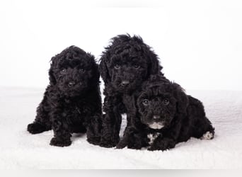 Maltipoo