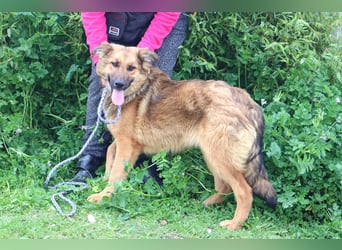 Bea, Mix Collie / Schäferhund, lieb und verträglich