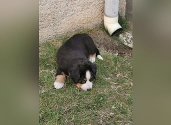 Berner Sennen Welpen