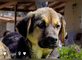 Gigi und Giselle suchen ein Zuhause