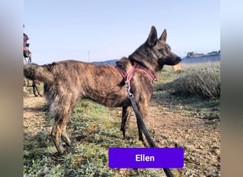 süße Ellen wünscht sich ihr Zuhause für immer