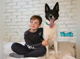 Vintik 08/2021 (RUS) - lebensfroher, intelligenter und sportlicher Rüde!
