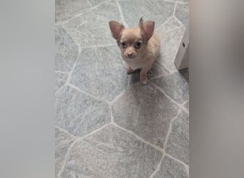 Chihuahua Rüden