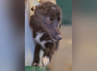 liebe Border Collie- kroatischer Schäferhund Mischling Lisa sucht ...