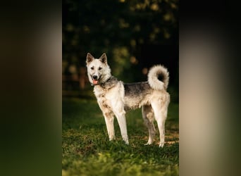 Sanfte Tika sucht liebevolles Zuhause
