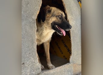 KORA❤️sanfte Seele sucht sehnsüchtig ein liebevolles Zuhause & Geborgenheit